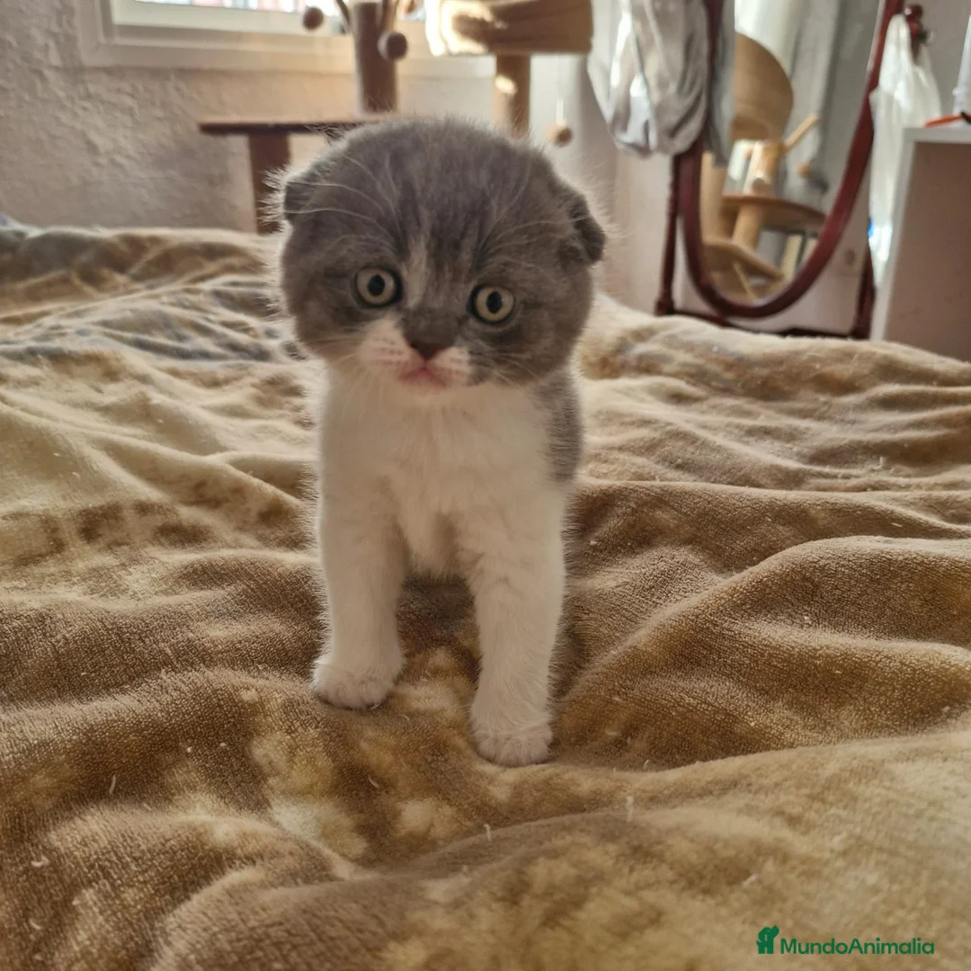 Scottish Fold gatos en venta: Scottish fold calidad - Anuncio 2