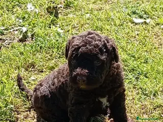 Perro de Agua Español perros Perro de agua Español - Anuncio 2