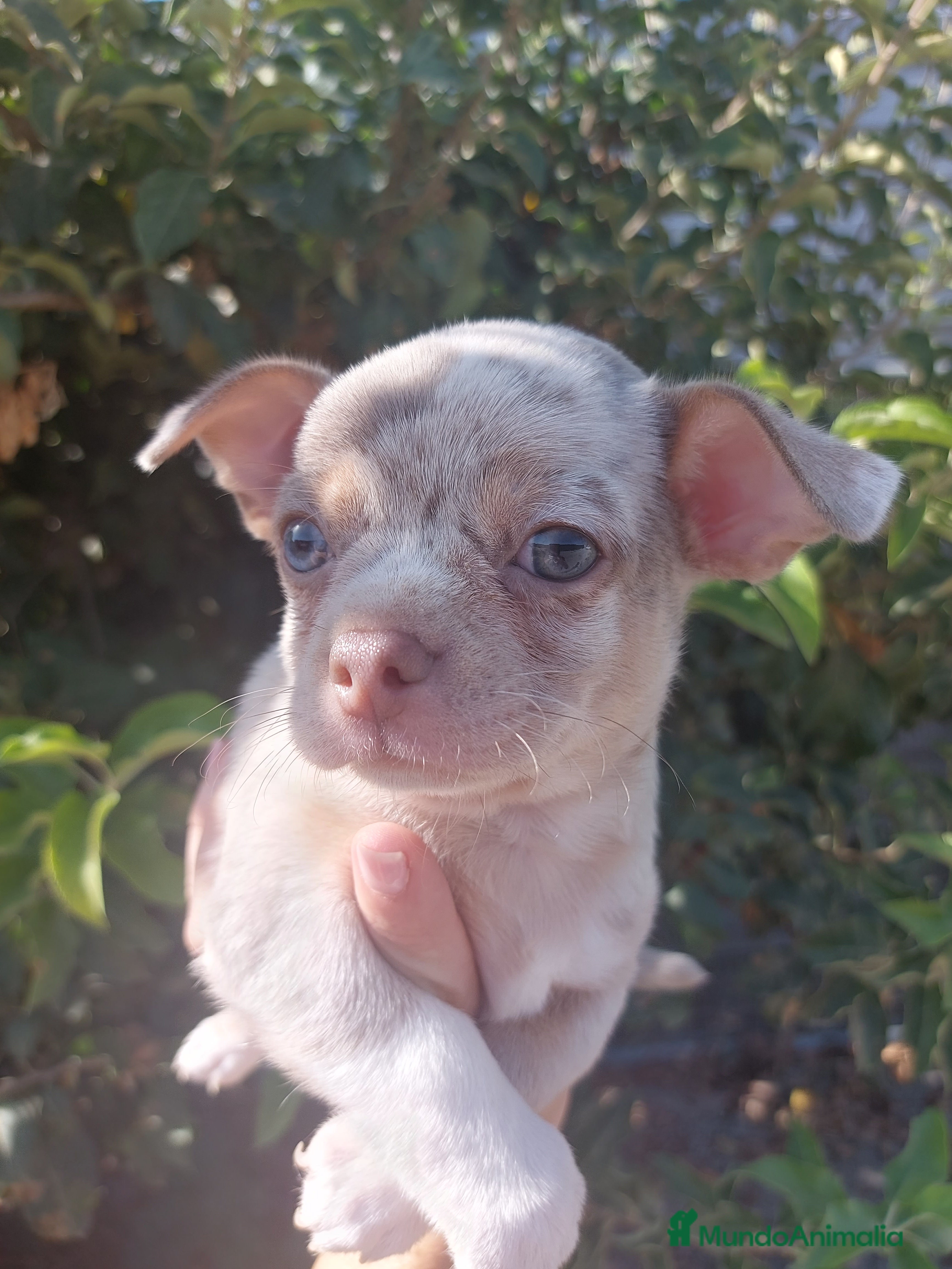 Chihuahua perros Chihuahua - Anuncio 1
