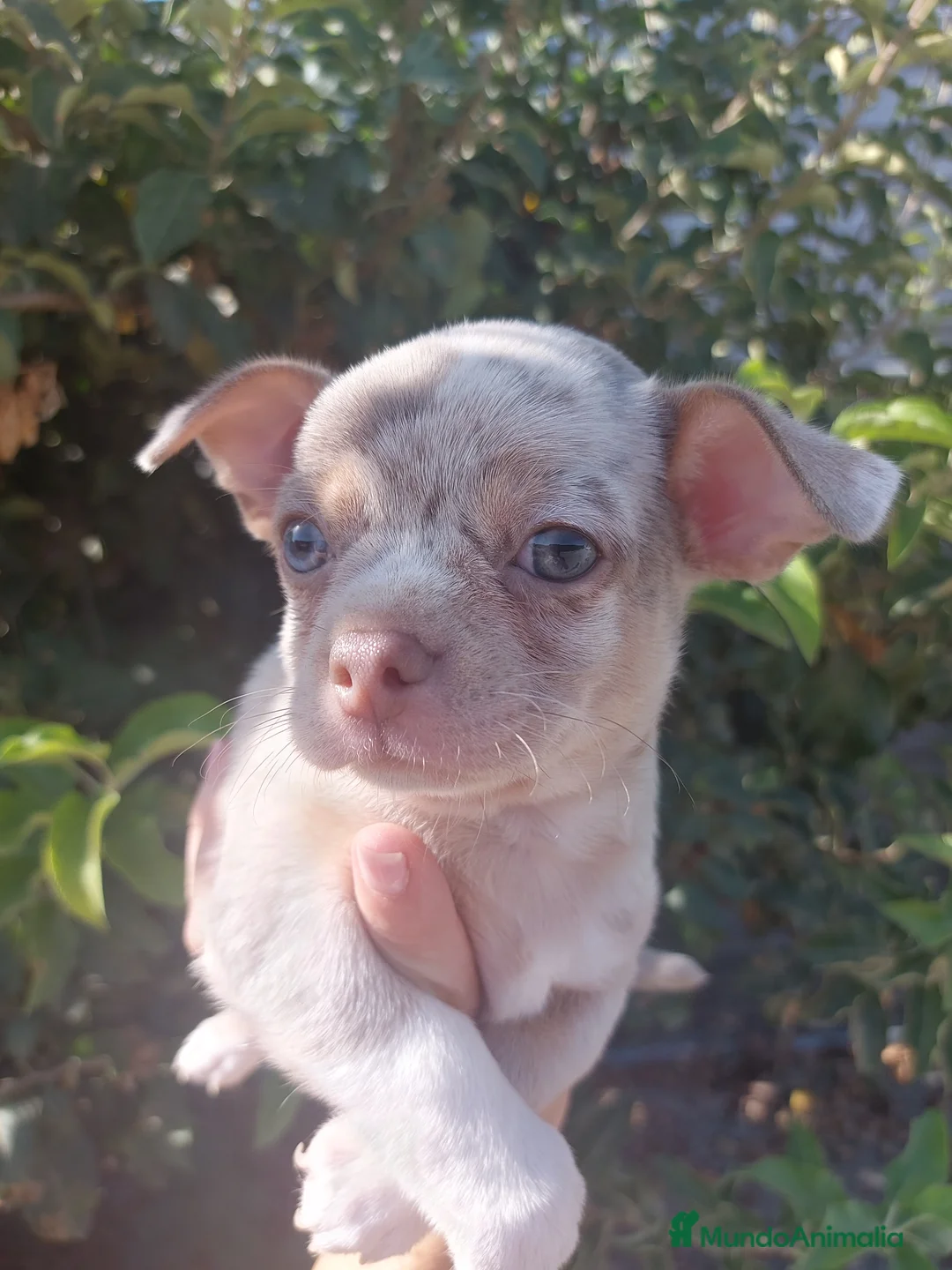 Chihuahua perros en venta: Chihuahua - Anuncio 1