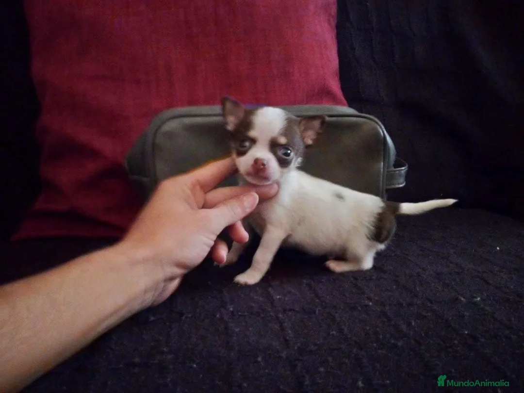Chihuahua perros en venta: Chihuahua de bolsillo en Badajoz - Anuncio 1