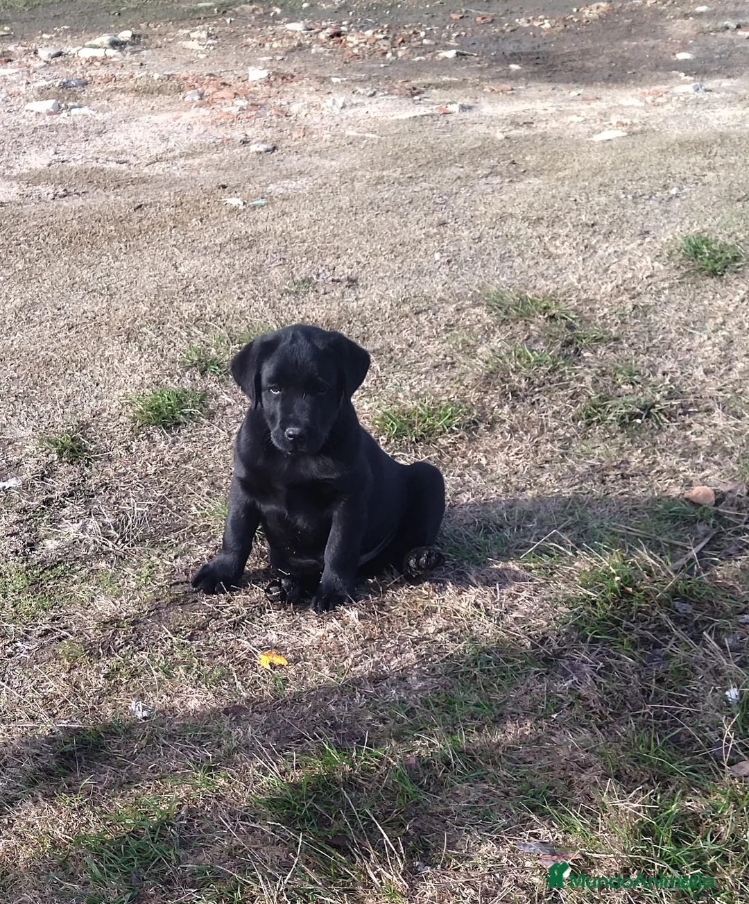 Labrador Retriever perros en venta: Labradores negros - Anuncio 1