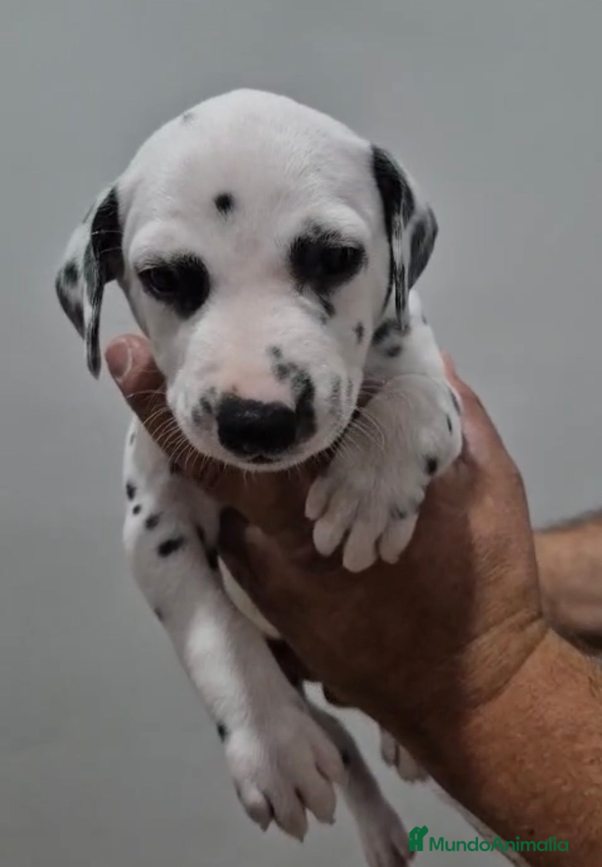 Dálmata perros Cachorros de dálmata 🐶🐾 - Anuncio 2