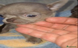 Chihuahua perros en venta: HEMBRAS CHIHUAHUA  - Imagen 3