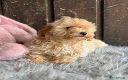 Maltipoo perros en venta: Maltipoo - Imagen 3