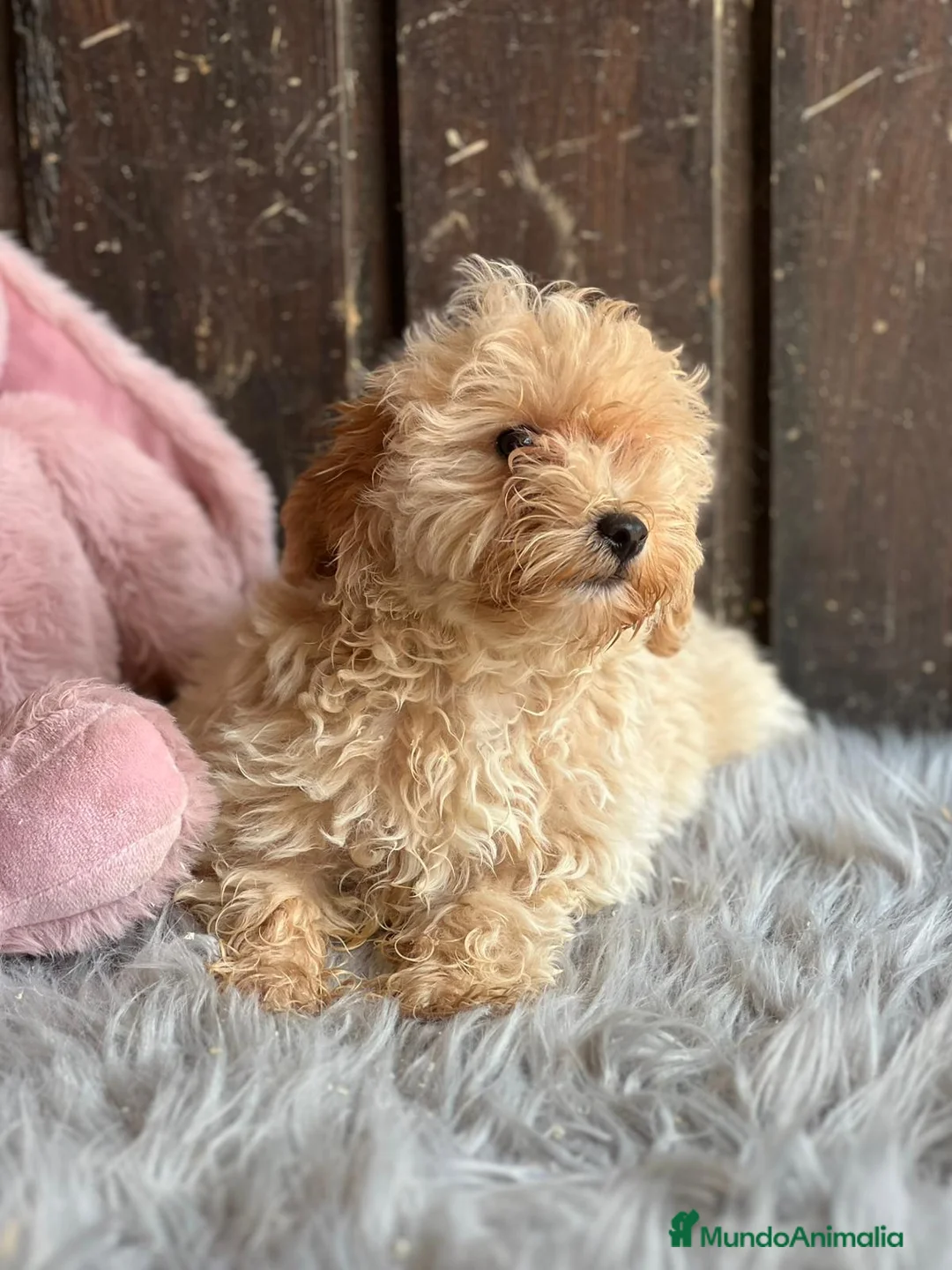 Maltipoo perros en venta: Maltipoo - Anuncio 3