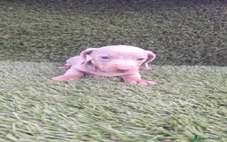 Teckel Miniatura perros en venta: Teckel Mini Isabellos - Anuncio 6