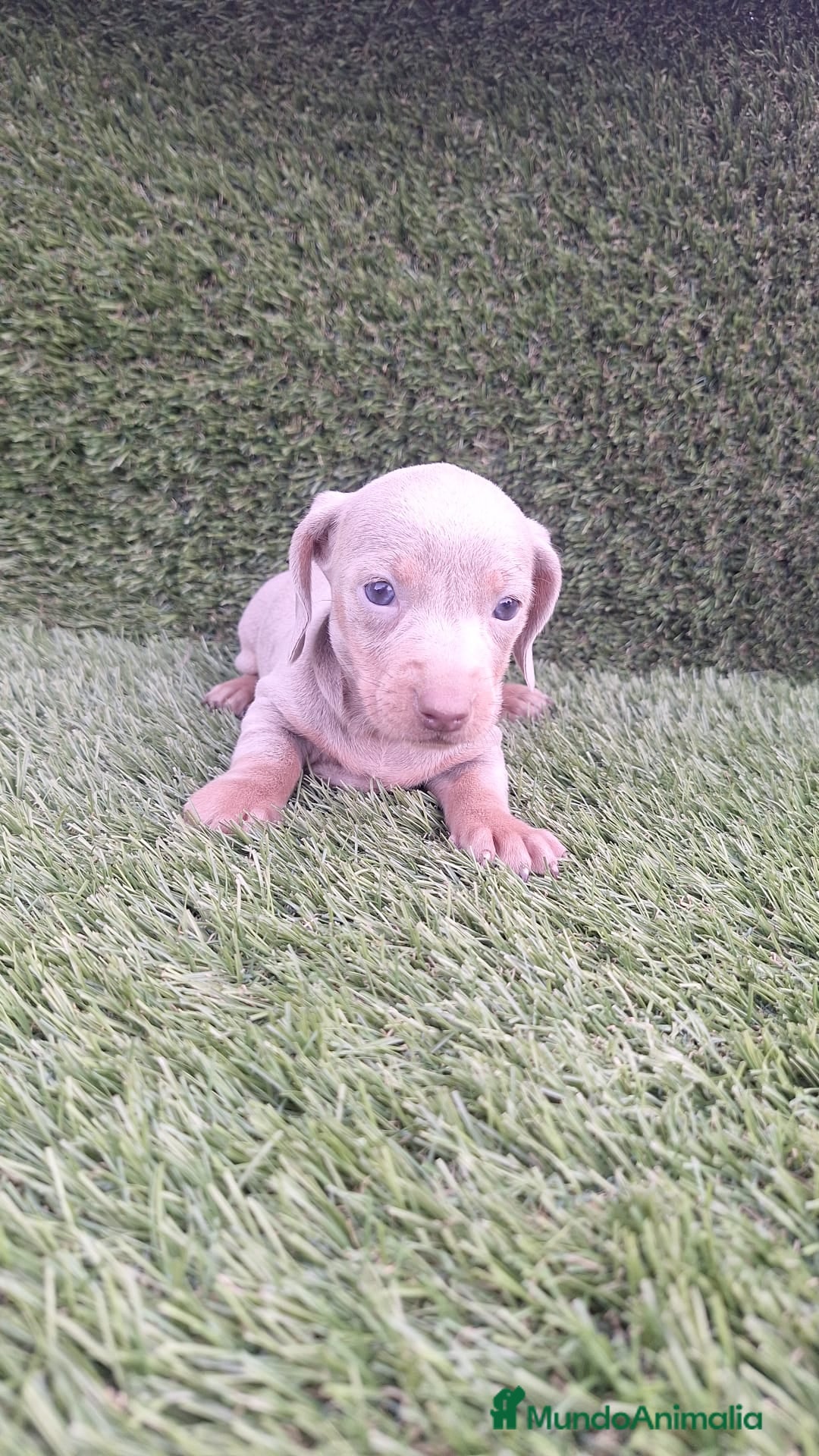 Teckel Miniatura perros en venta: Teckel Mini Isabellos - Anuncio 6