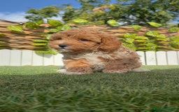 Raza Mixta perros en venta: CANICHE MACHO - Imagen 7