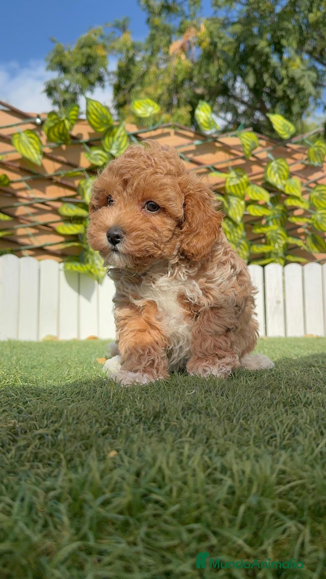 Raza Mixta perros en venta: CANICHE MACHO - Imagen 7