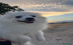 Pomerania perros en venta: Pomerania blanco  - Imagen 1