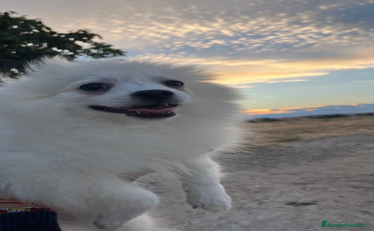 Pomerania perros - Anuncio 2