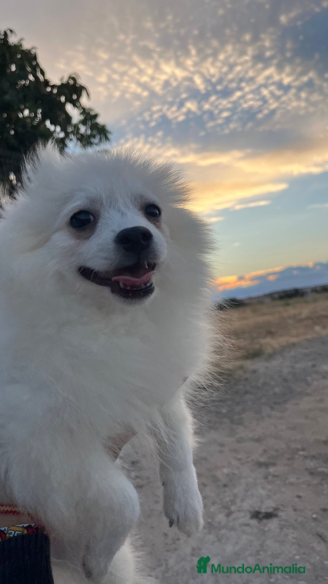 Pomerania perros en venta: Pomerania blanco  - Imagen 1