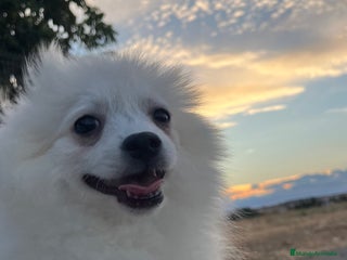 Pomerania perros - Anuncio 13