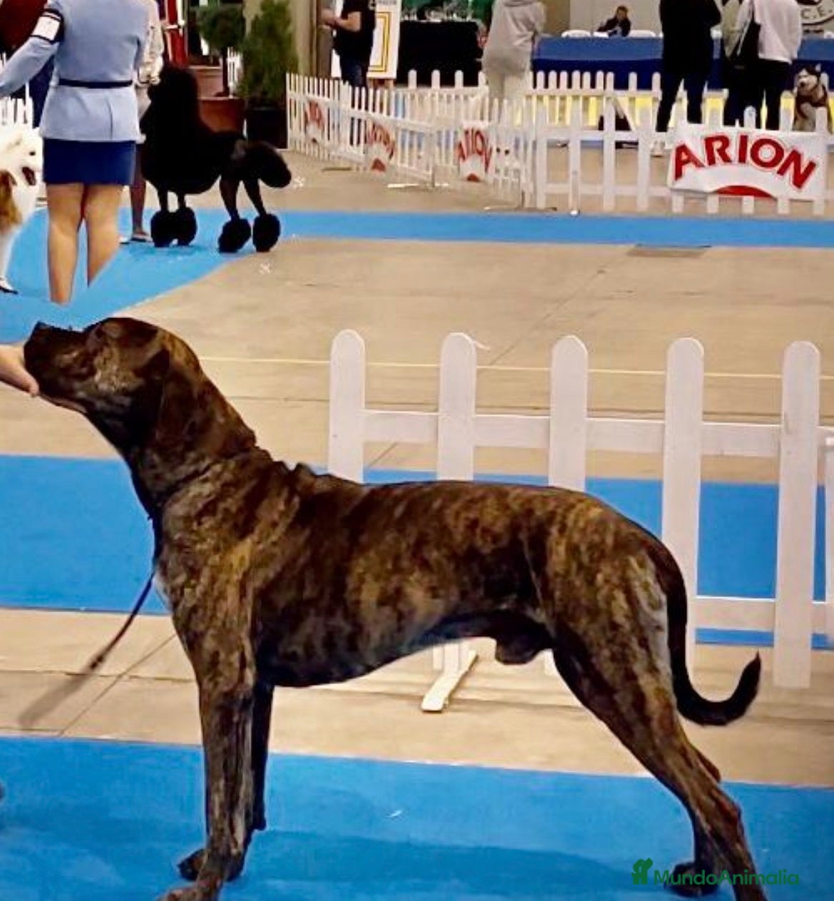 Alano Español perros Camada de Alanos españoles con pedigree.  - Anuncio 1