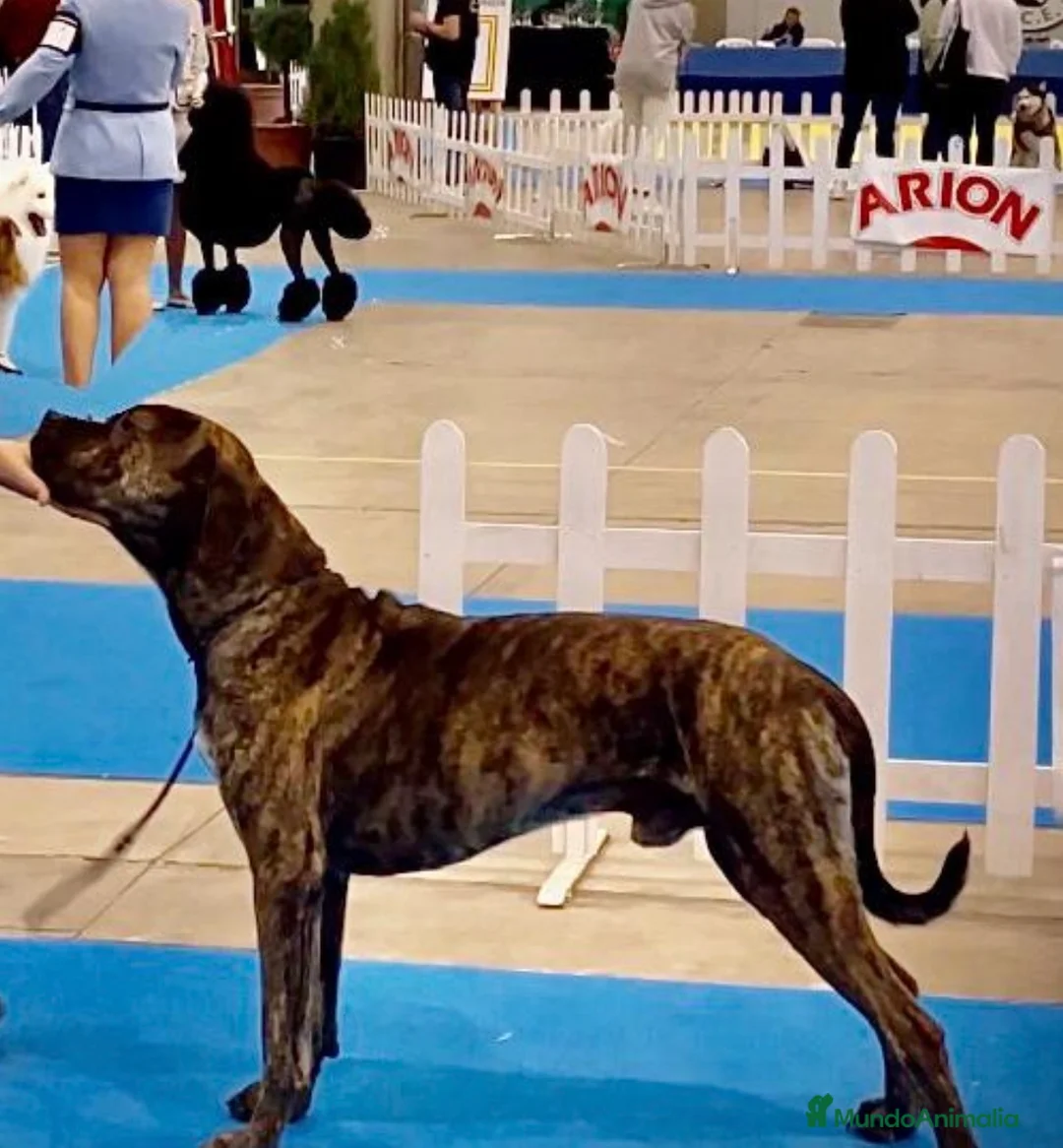 Alano Español perros en venta: Camada de Alanos españoles con pedigree.  - Anuncio 1