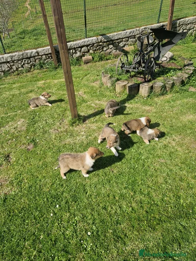 Imagen de galería {{count}}