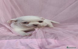 Chihuahua perros en venta: Chihuahua Blanco 🤍  - Anuncio 1