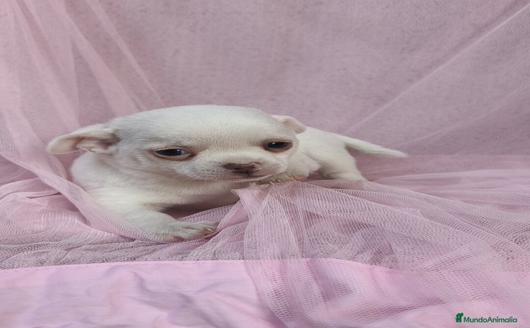 Chihuahua perros Chihuahua Blanco 🤍  - Anuncio 1