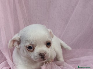 Chihuahua perros Chihuahua Blanco 🤍 - Anuncio 1