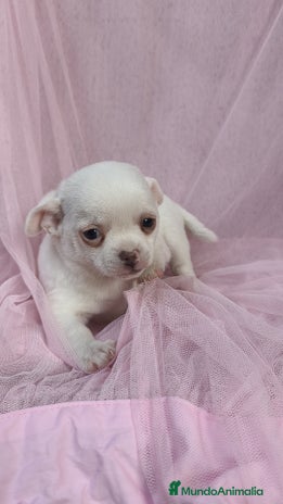 Chihuahua perros Chihuahua Blanco 🤍 - Anuncio 1