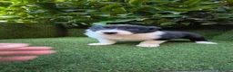Border Collie perros en venta: border collie blue merle y blanco y negro - Anuncio 28