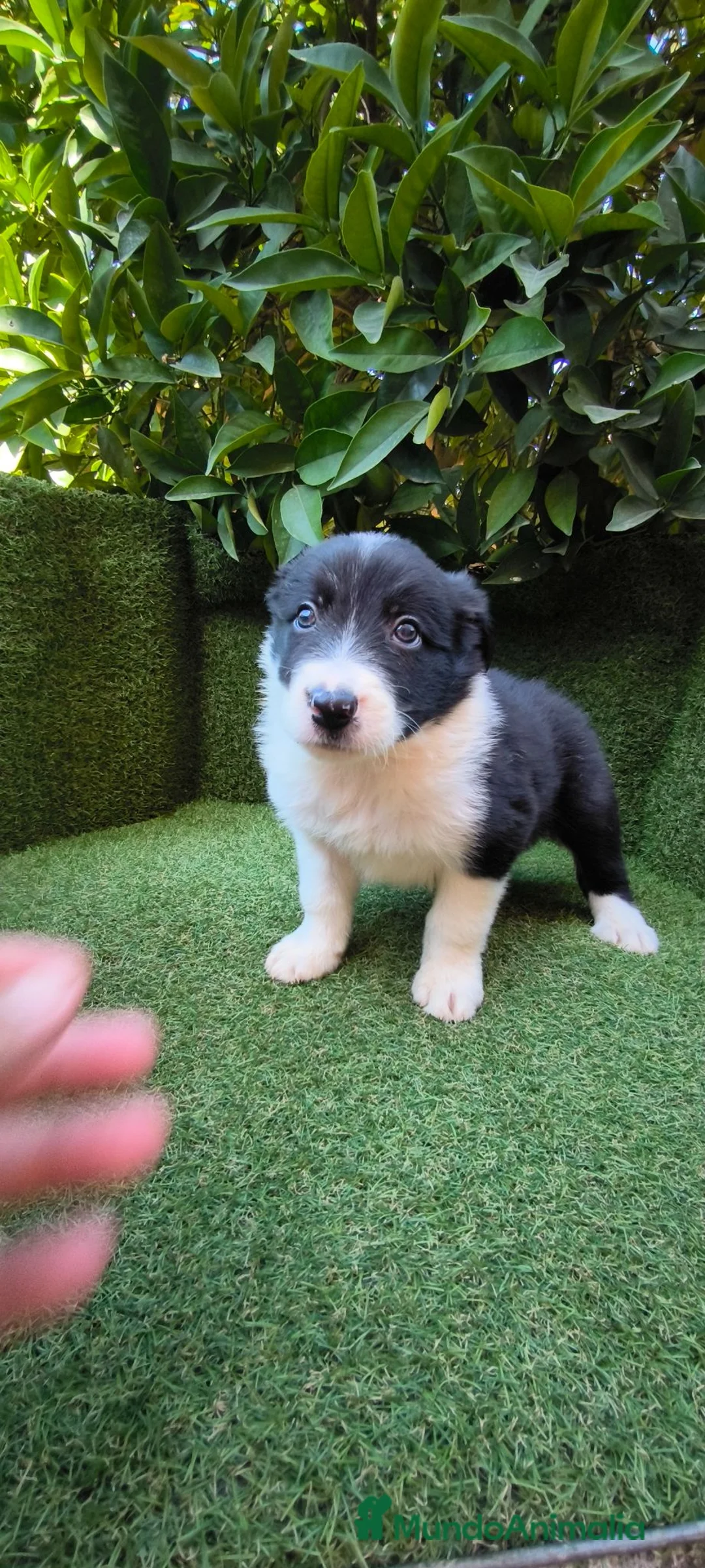 Border Collie perros en venta: border collie blue merle y blanco y negro - Anuncio 28