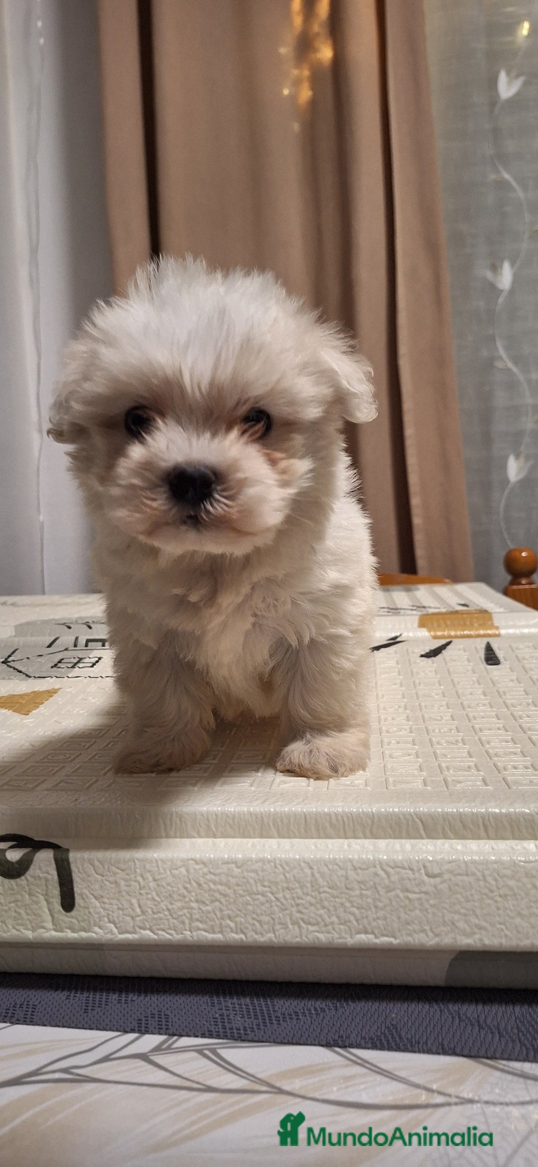 Bichón Maltés perros en venta: Bichón maltés  - Anuncio 1