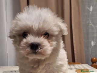 Bichón Maltés perros Bichón maltés - Anuncio 1
