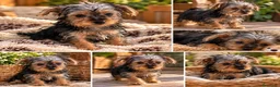 Yorkshire Terrier perros en venta: Yorkshire toy - Anuncio 1