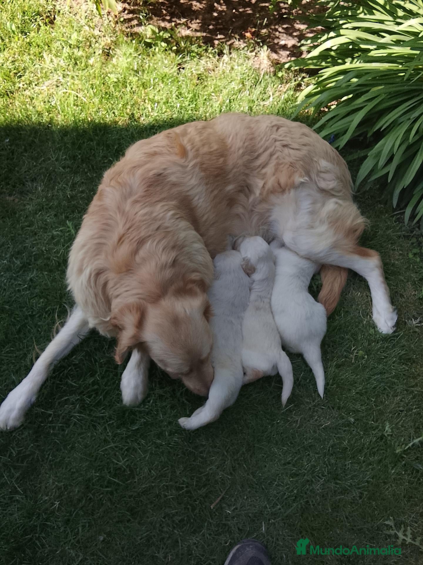 Golden Retriever perros Cachorros de golden retriever  - Anuncio 1