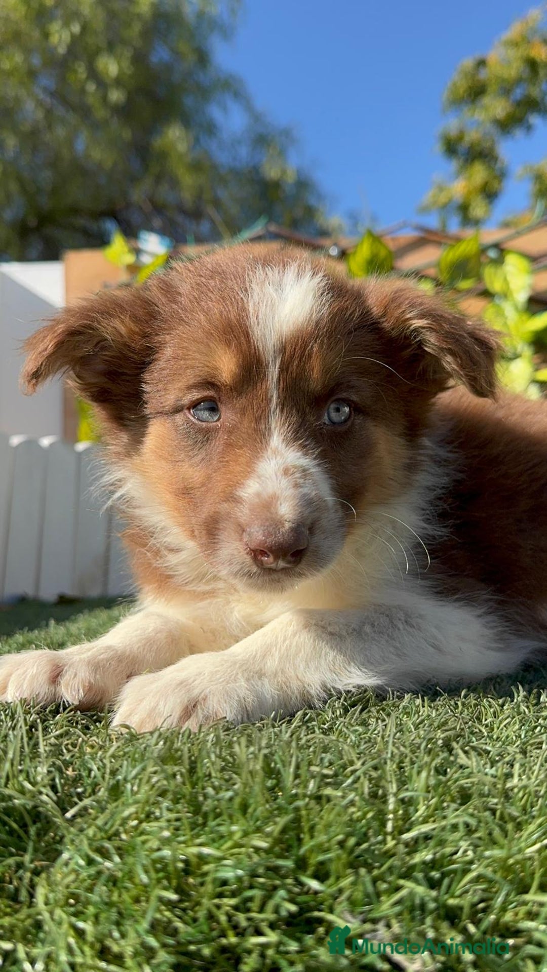 Border Collie perros en venta: BORDER COLLIE - Anuncio 38