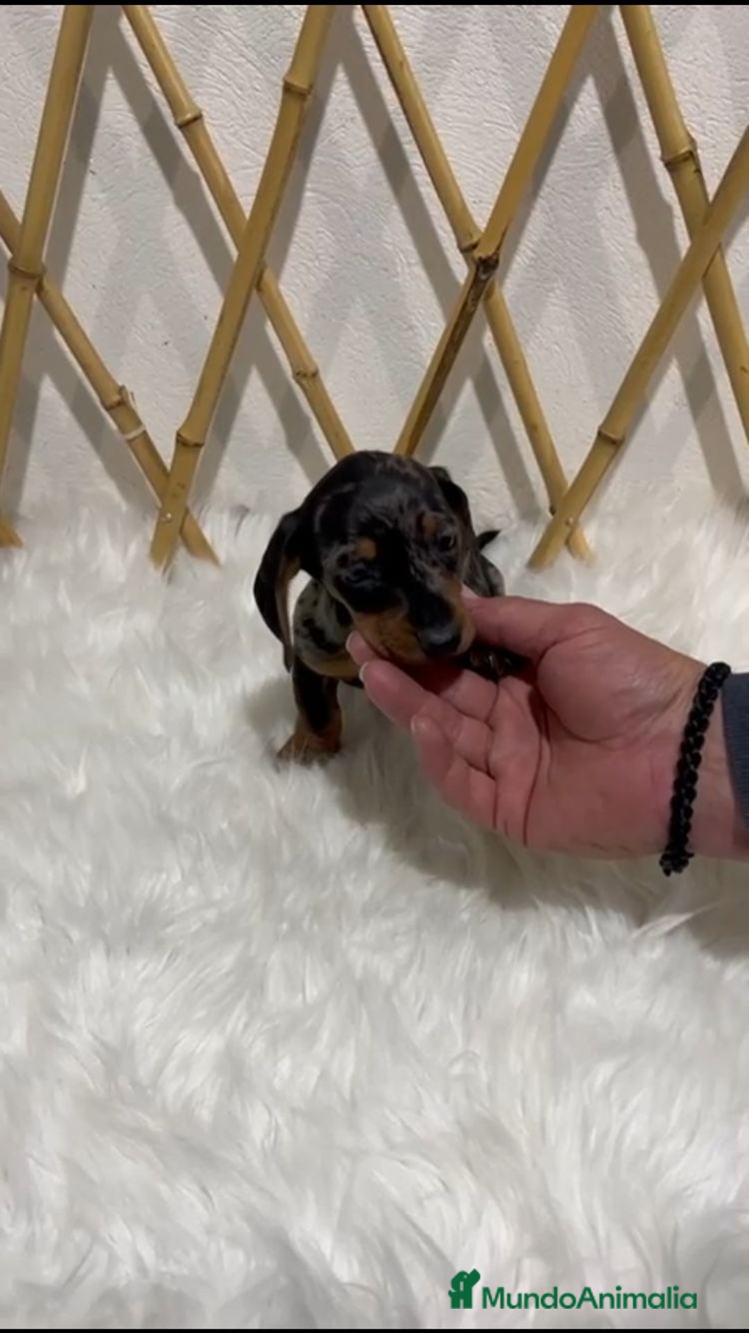 Teckel Miniatura perros en venta: TECKEL MINIATURA - Anuncio 2