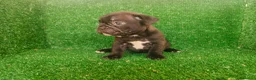 Bulldog Francés perros en venta: Bulldog francés  - Anuncio 15