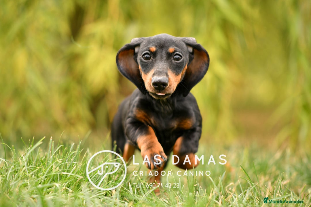 Teckel perros en venta: NO SON “PERROS SALCHICHA”. SON GUERREROS - Imagen 3