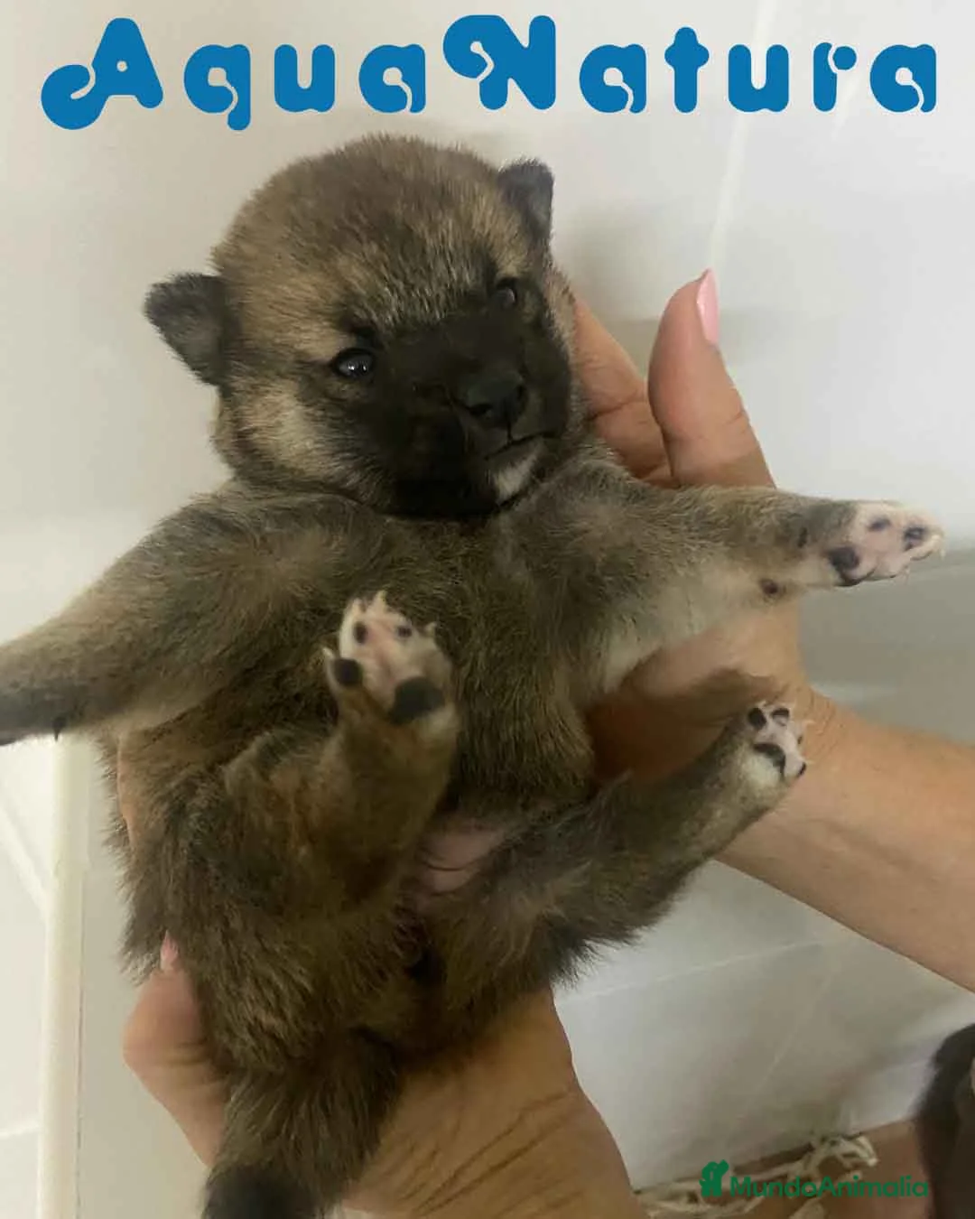 Shiba Inu perros en venta:  Shiba Inu Hembra 2 de Marsi y Simbad AQUANATURA - Anuncio 6