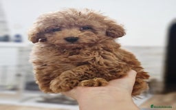 Caniche Toy perros en venta: Machito de Caniche Toy color apricot - Imagen 3