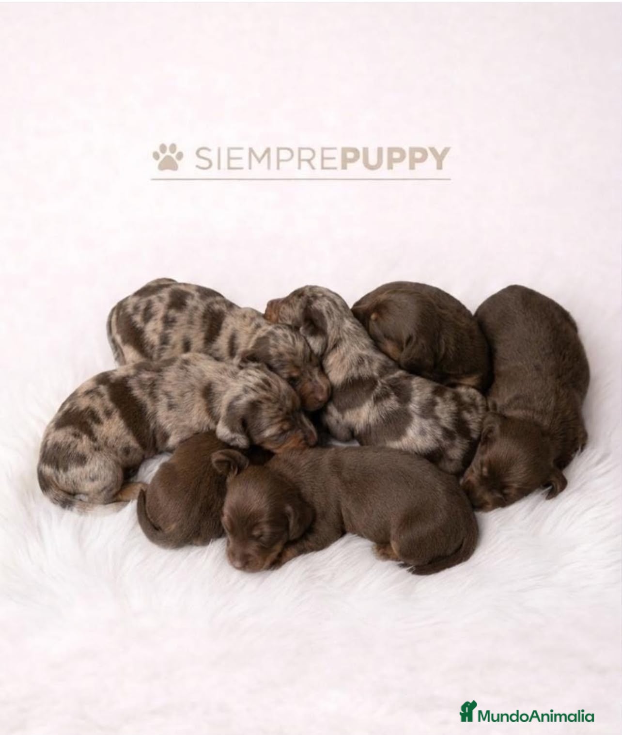 Teckel Miniatura perros TECKEL CHOCOLATE Y CHOCOLATE ARLEQUÍN - Anuncio 1