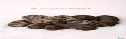 Teckel Miniatura perros en venta: TECKEL CHOCOLATE Y CHOCOLATE ARLEQUÍN - Anuncio 1