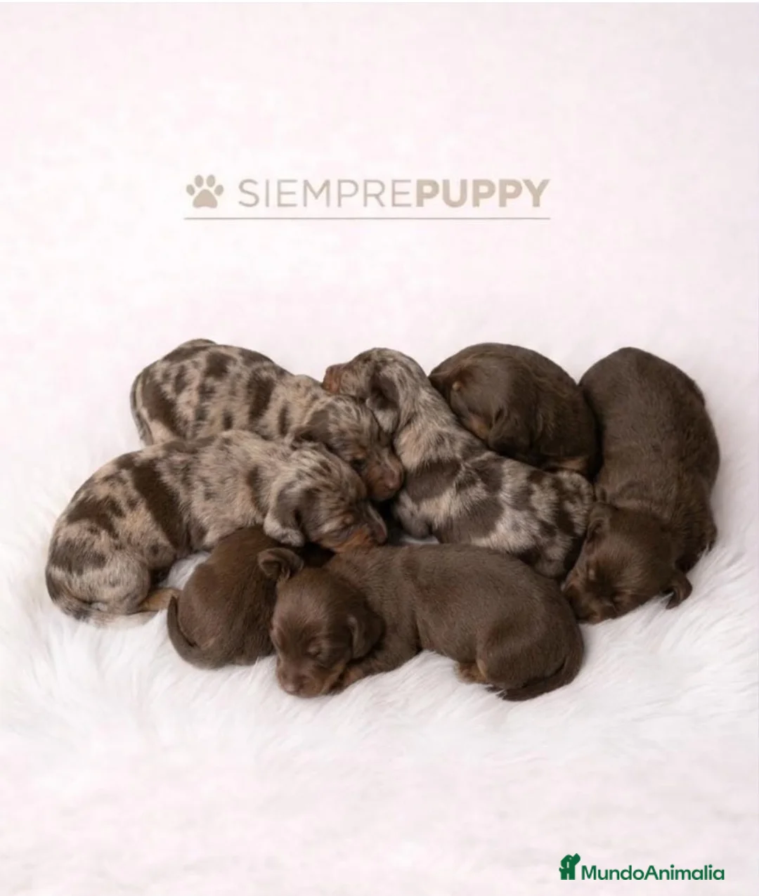Teckel Miniatura perros en venta: TECKEL CHOCOLATE Y CHOCOLATE ARLEQUÍN - Anuncio 1