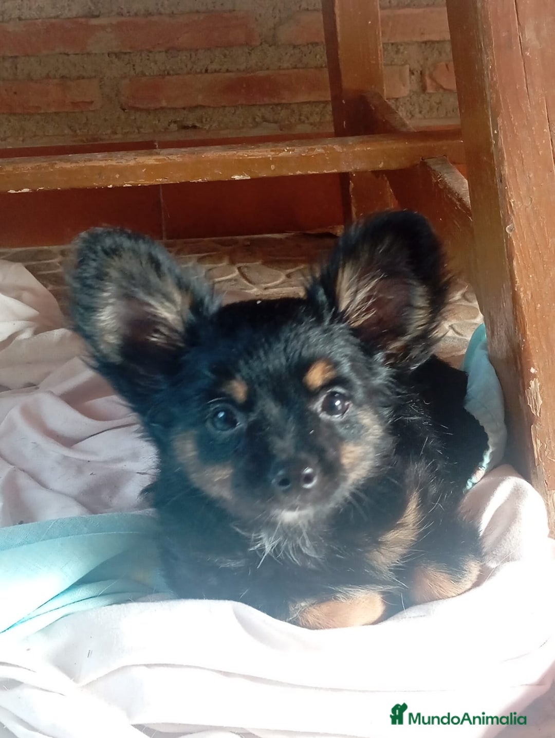 Raza Mixta perros en venta: CAMADA DE YORCHIS  - Imagen 4