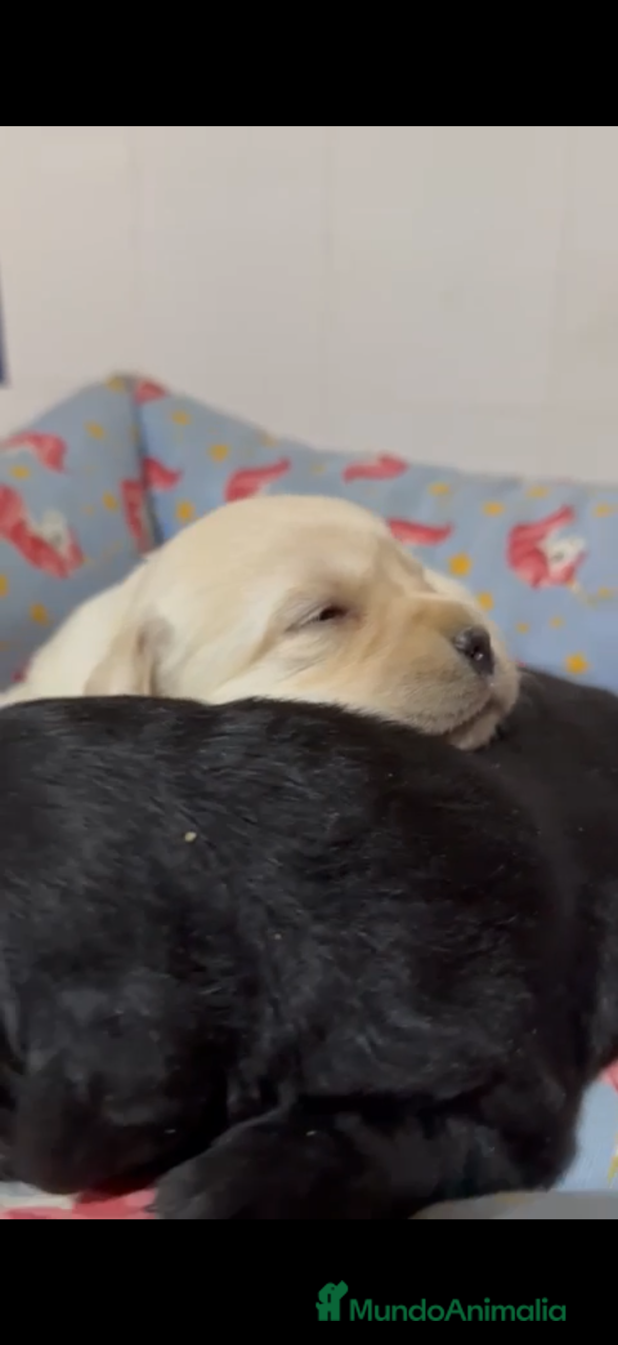 Labrador Retriever perros Cachorros labrador retriever DE PINECAN - Anuncio 1