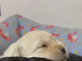 Labrador Retriever perros Cachorros labrador retriever DE PINECAN - Anuncio 1