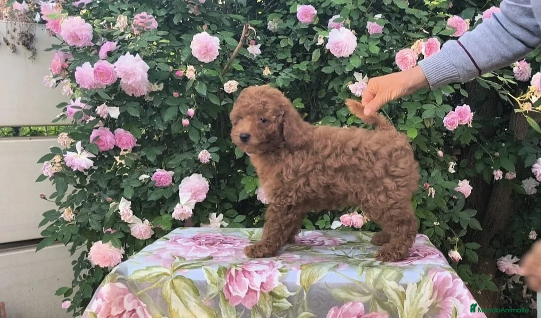 Caniche Toy perros en venta: Caniches toy rojos  - Anuncio 4