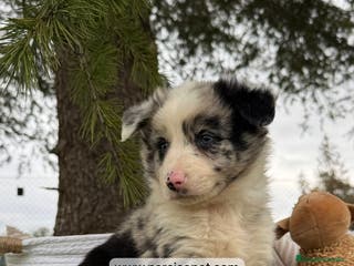 Border Collie perros BORDER COLLIE MERLE PEQUEÑOS - Anuncio 8