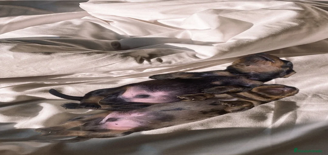 Imagen de galería {{count}}