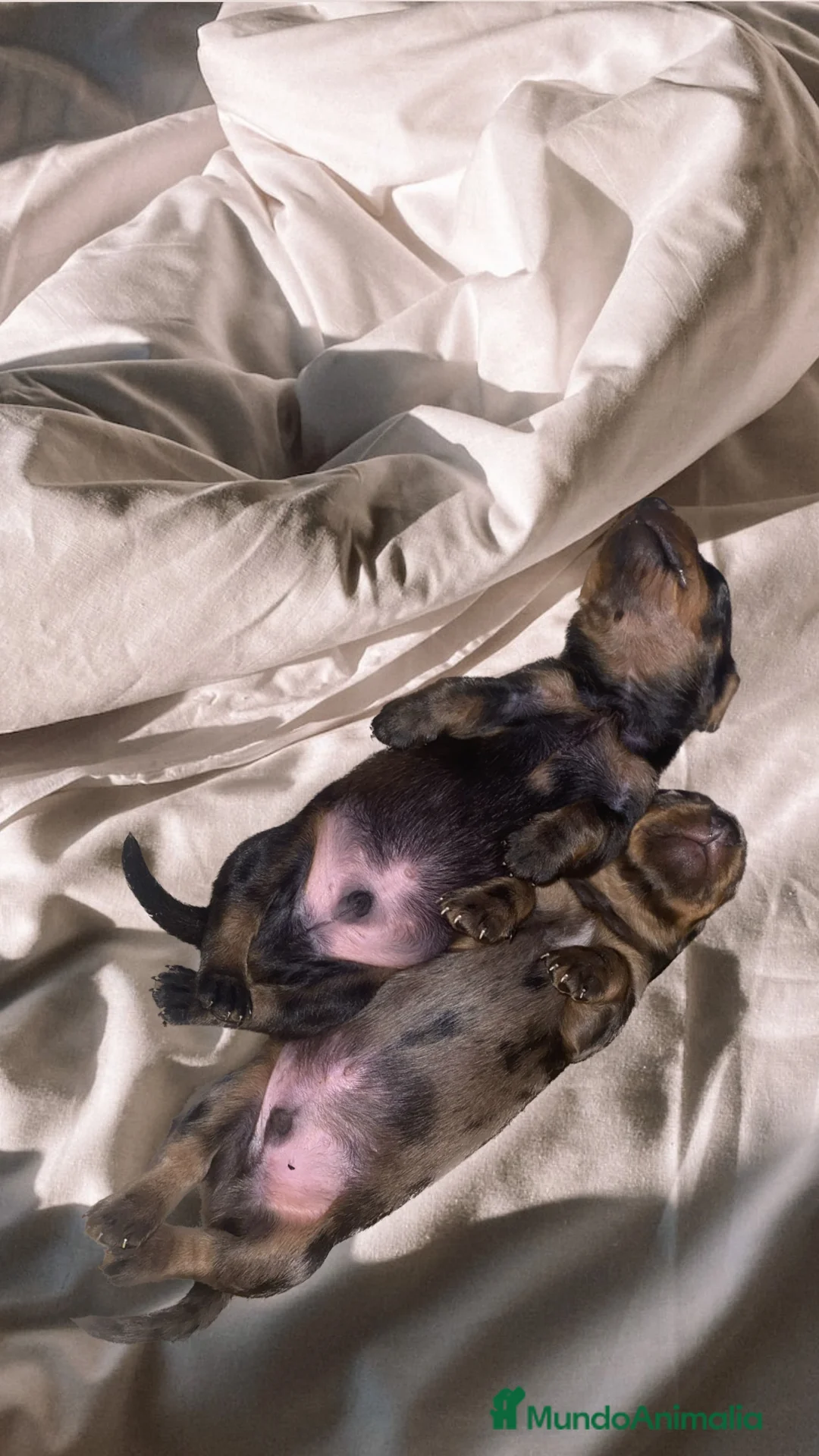 Imagen de galería {{count}}