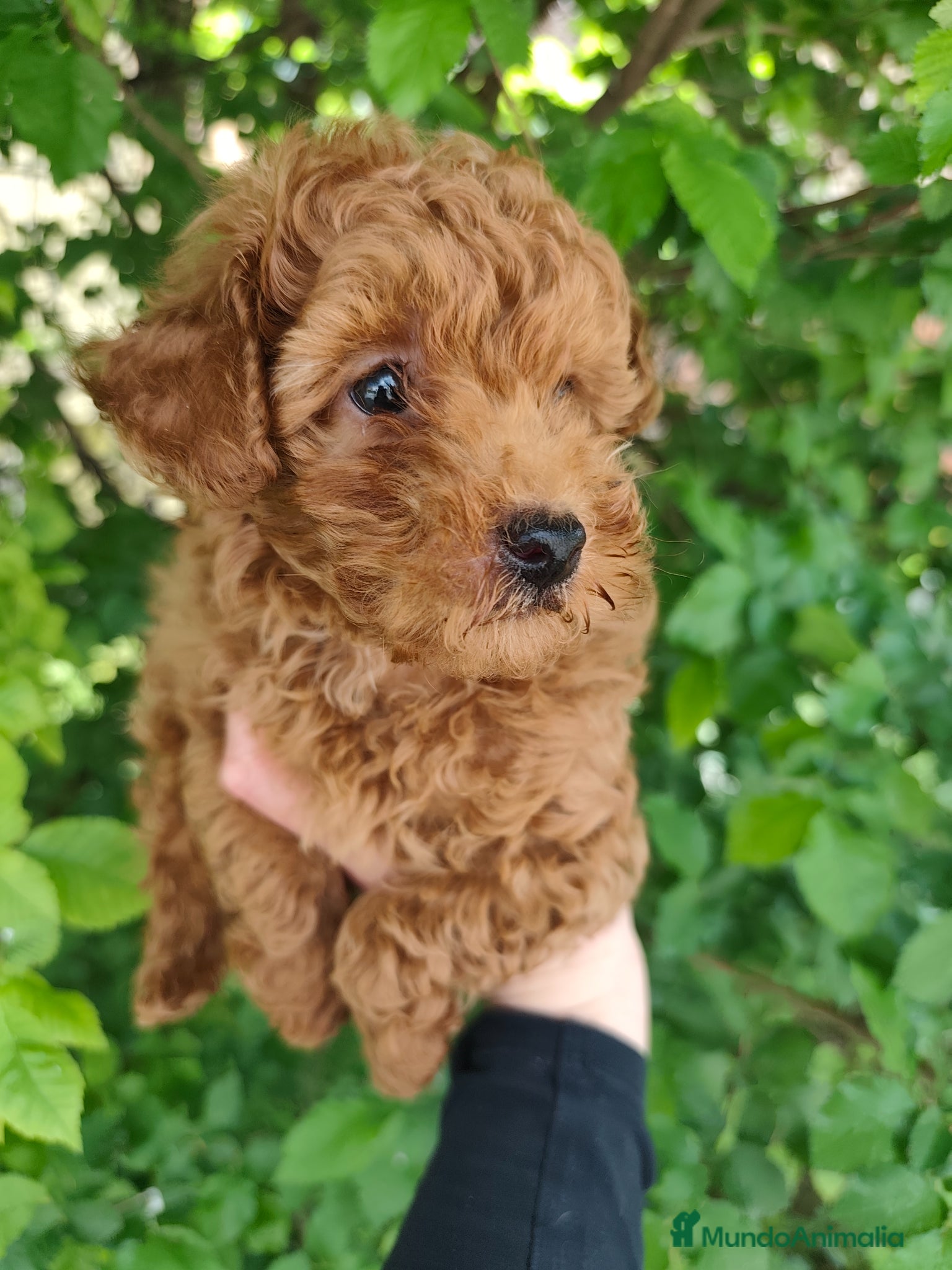 Caniche Toy perros ESPECTACULAR TOY ❤️ - Anuncio 1