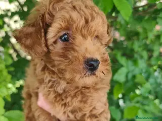 Caniche Toy perros ESPECTACULAR TOY ❤️ - Anuncio 1