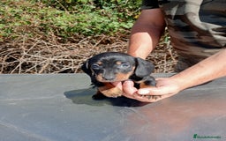 Teckel Miniatura perros en venta: Cachorros de teckel mini - Imagen 3